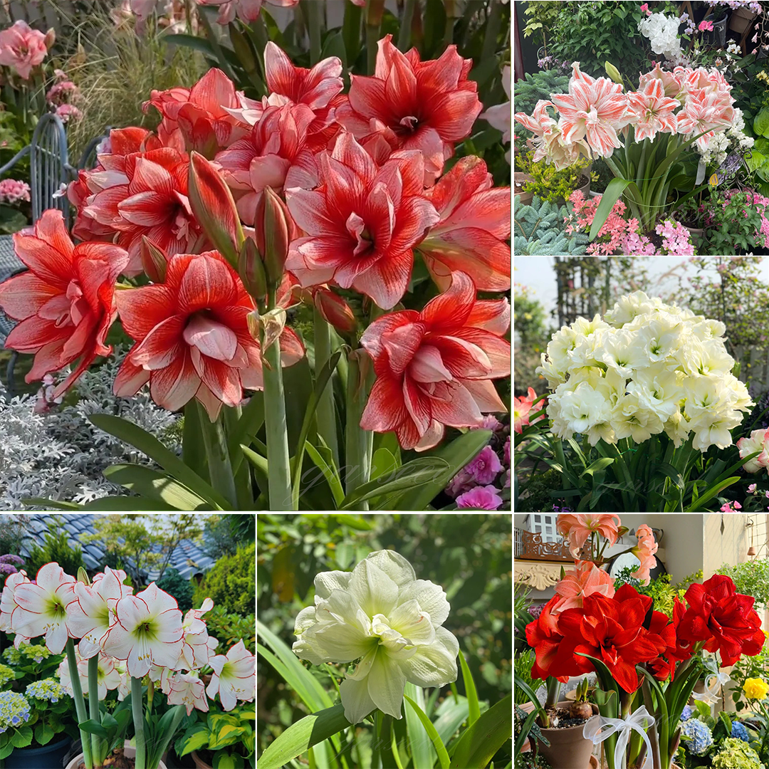 Bulbos de amarilis de flores dobles🌼-ES