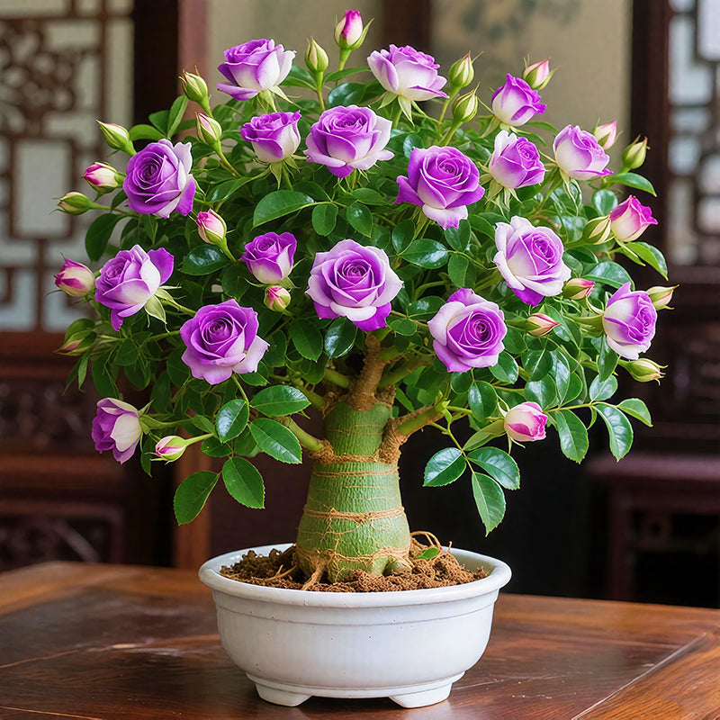 Bulbos de rosa del desierto-ES