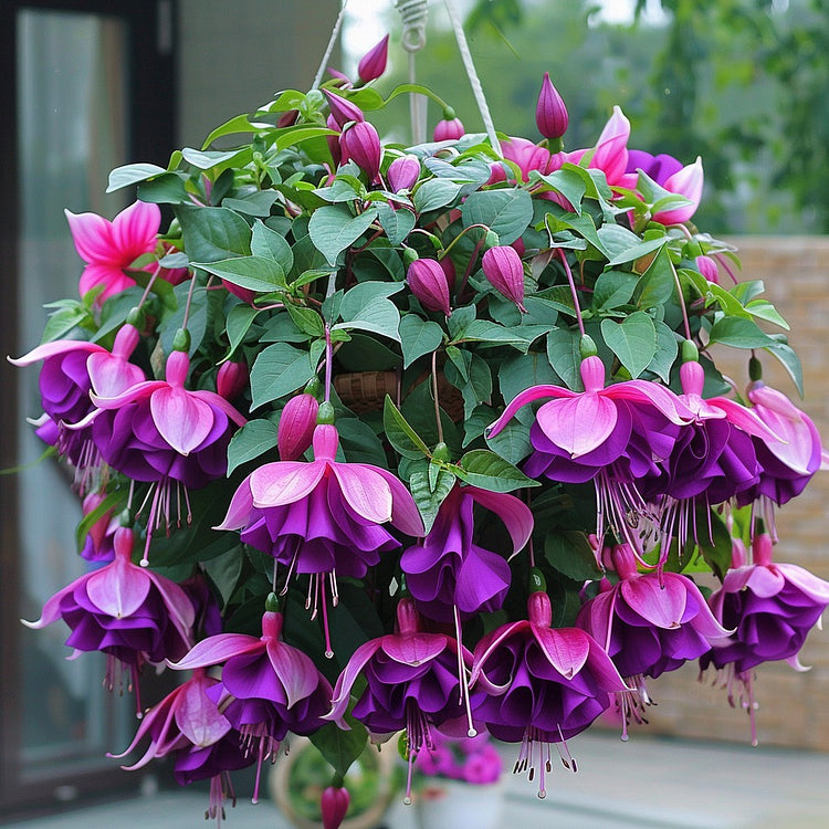 🌺Semena fuksije - cvet svetilke-SI