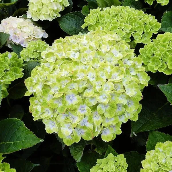 🌈Mezcla de semillas de hortensias: hermosas y resistentes semillas perennes para tu jardín.-ES