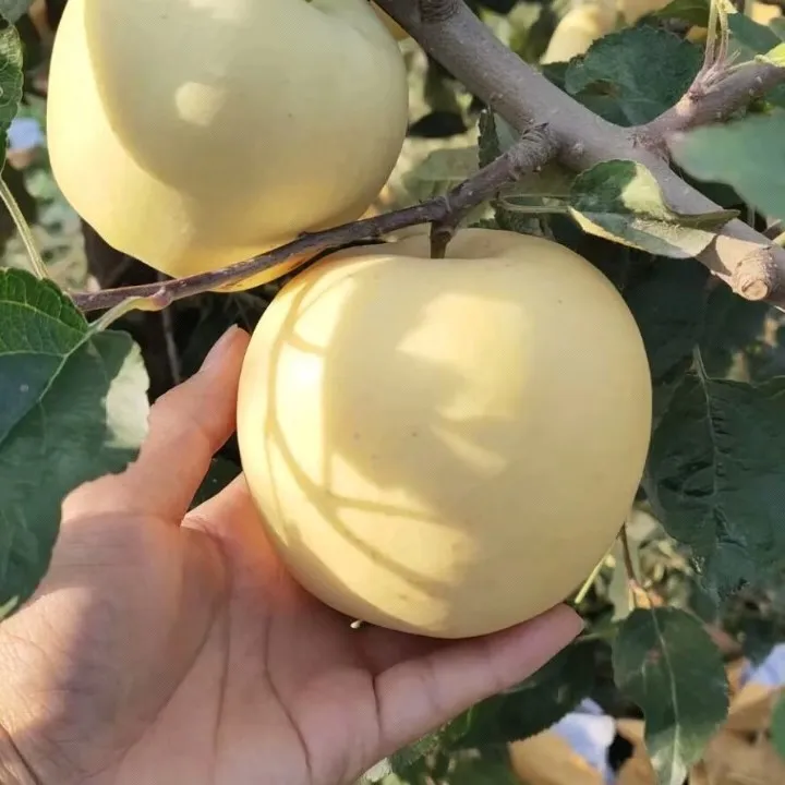 Semillas de manzana dorada, tasa de supervivencia del 90%-ES