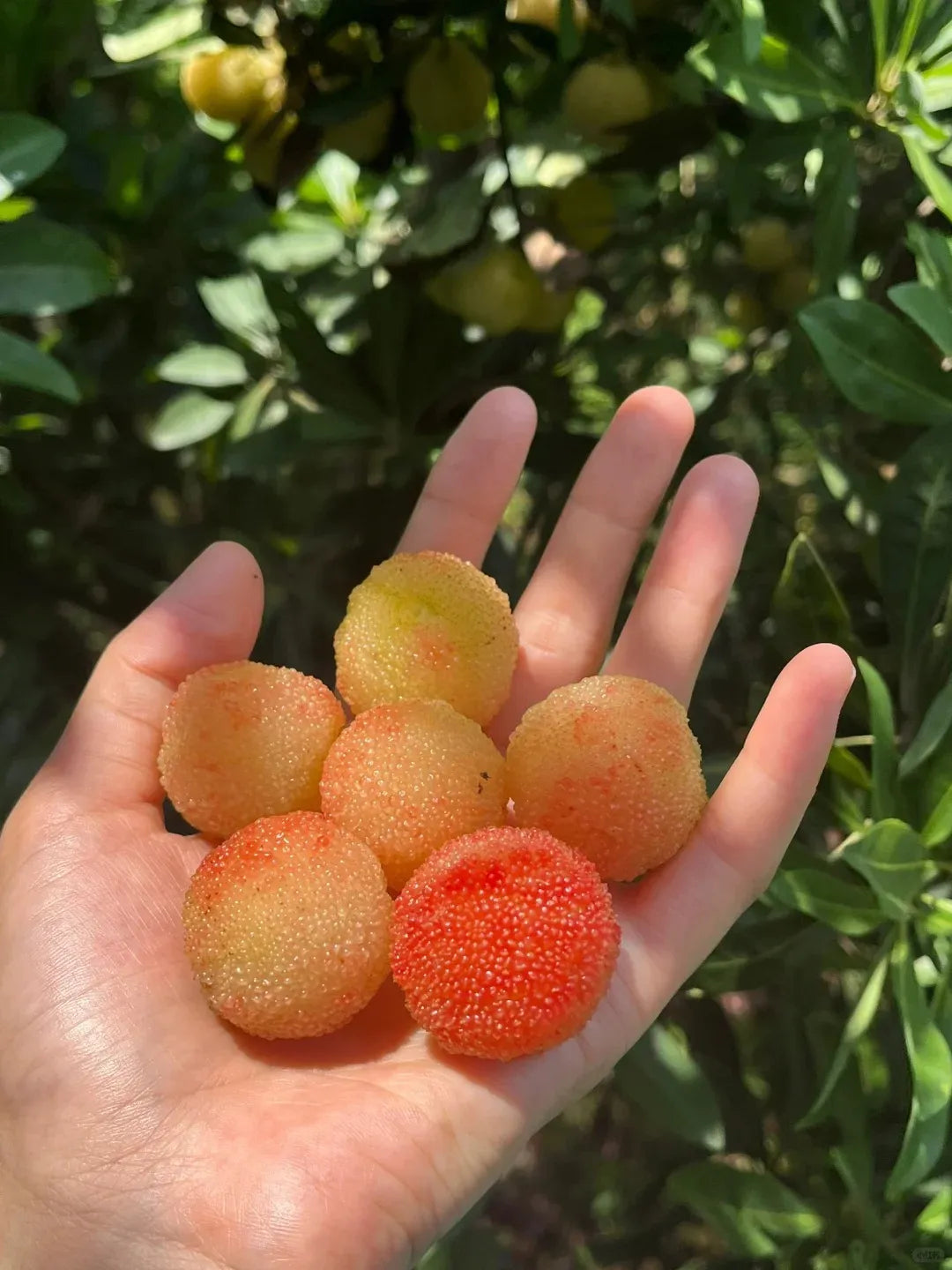 Milžiniškas lauro uogas: stalo teniso kamuoliuko dydžio, ⭐ braškių ir vyšnių derinio skonis-LT