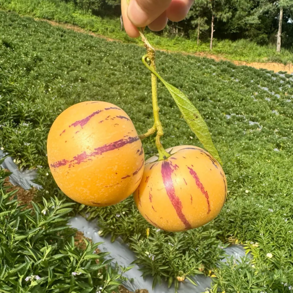 Semillas de melón y pepino de fruta de ginseng-Solanum Muricatum-ES