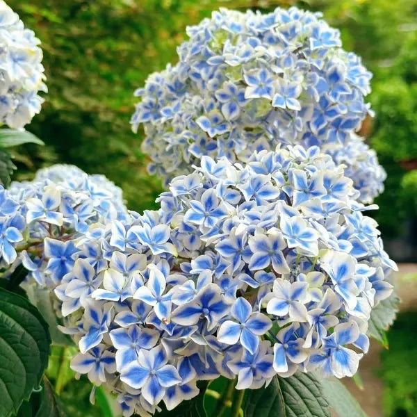 🌈Mezcla de semillas de hortensias: hermosas y resistentes semillas perennes para tu jardín.-ES