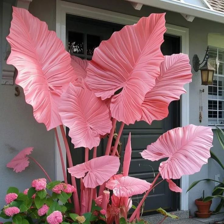 Čebulice alokazije severne safirne barve - velikanke🍃 Preobrazite svoj prostor s tropsko veličino-SI