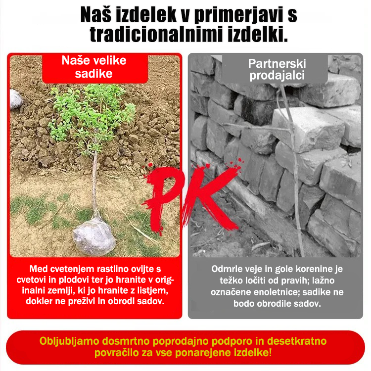 Sadike pekan orehov, uvožene iz Amerike-SI