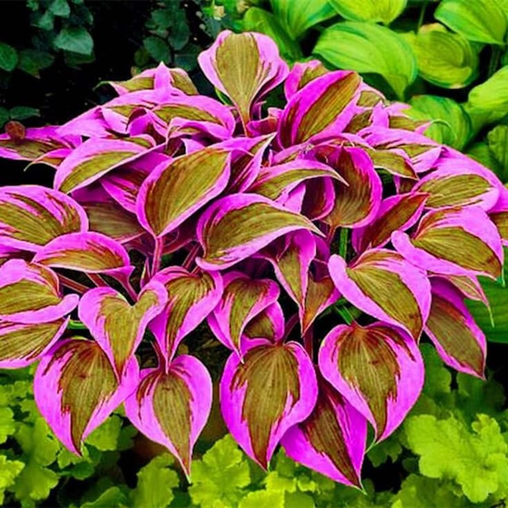 Semillas raras de hosta multicolor-ES