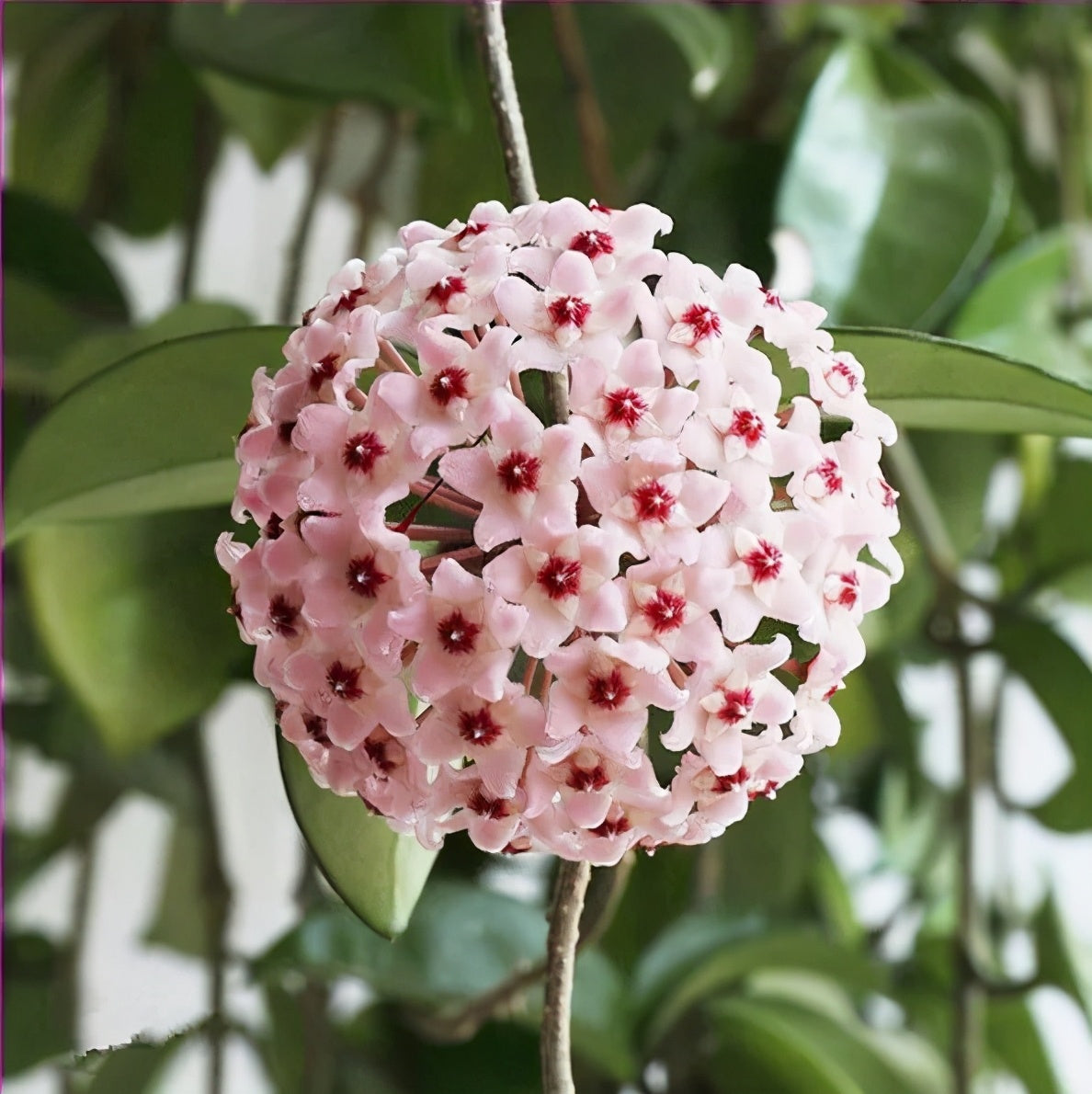 ✨Λαμπτήρες Hoya – Αστέρια που πέφτουν από τον ουρανό✨-GR