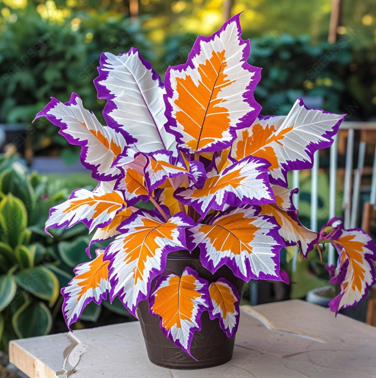 Γιγάντιοι βολβοί καλαδίου-GR