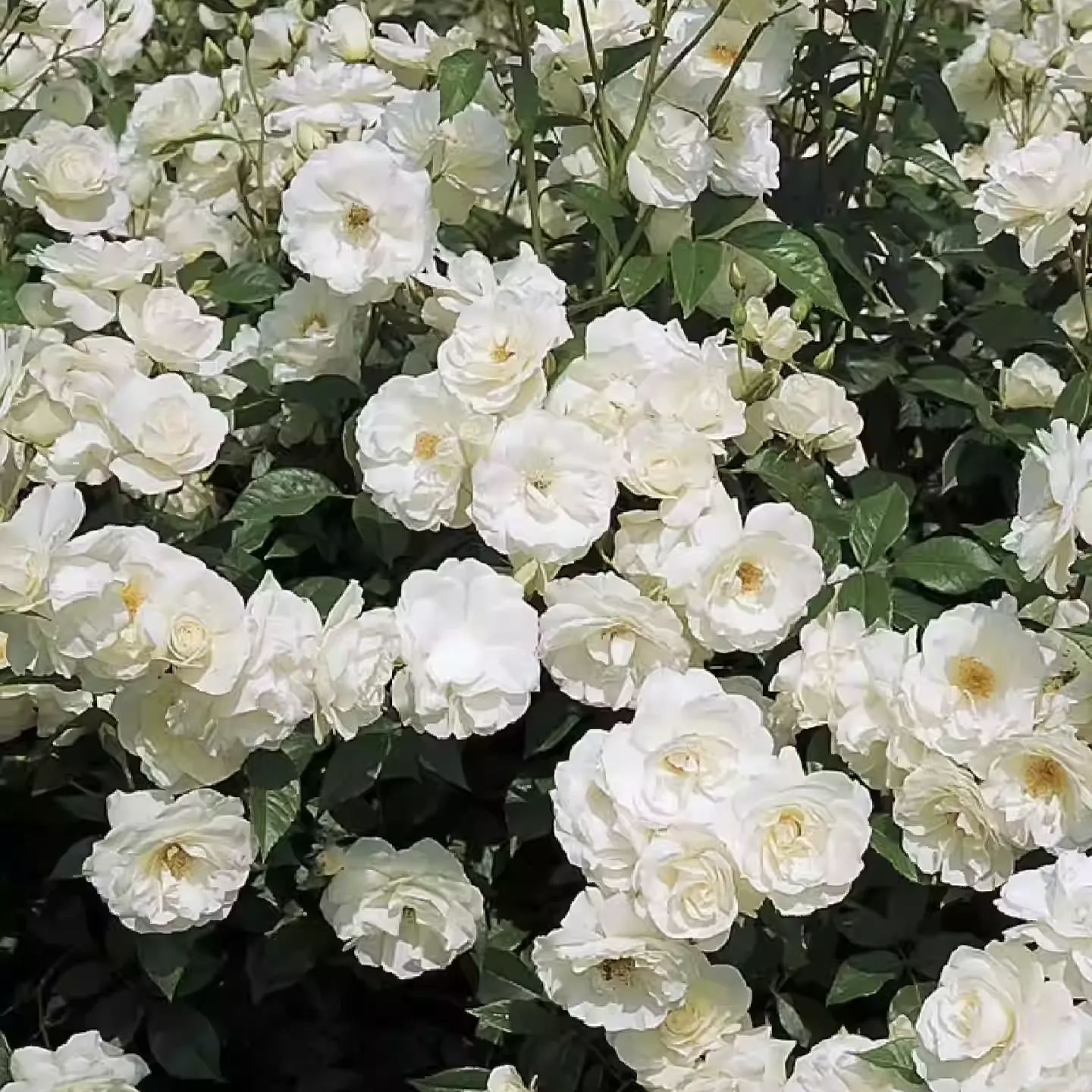Sjeme ruže penjačice🌹-HR