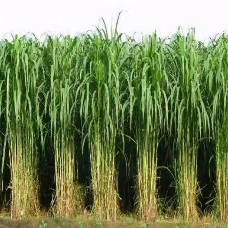 🌿Sorgų ir Sudano žolių hibridinė veislė ✅Didelio derlingumo pašarinės sėklos-LT