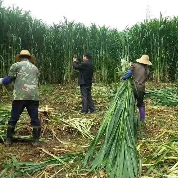 🌿Sorgų ir Sudano žolių hibridinė veislė ✅Didelio derlingumo pašarinės sėklos-LT