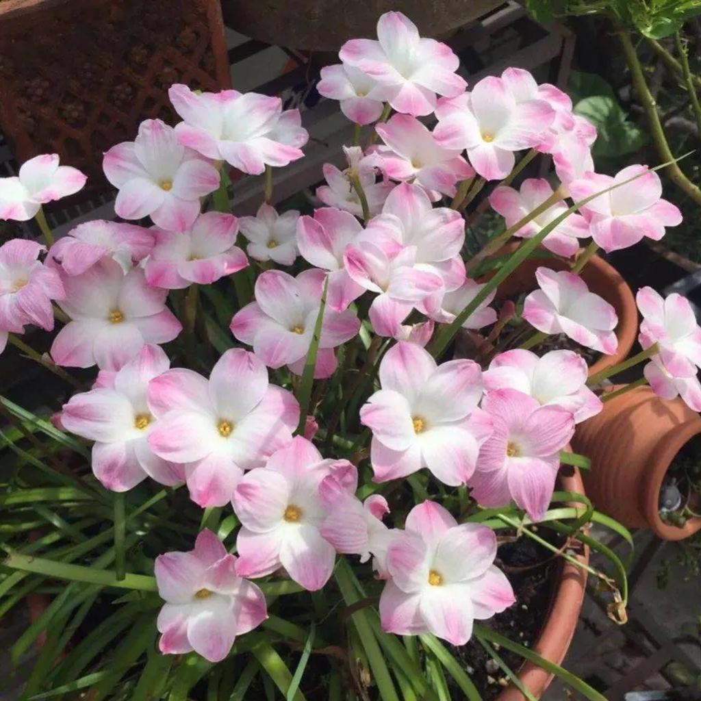 Čebulice dežnih orhidej – cvetijo po drugem dežju-SI