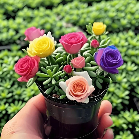 Bulbos de orquídea dobles: resistentes y fragantes-ES