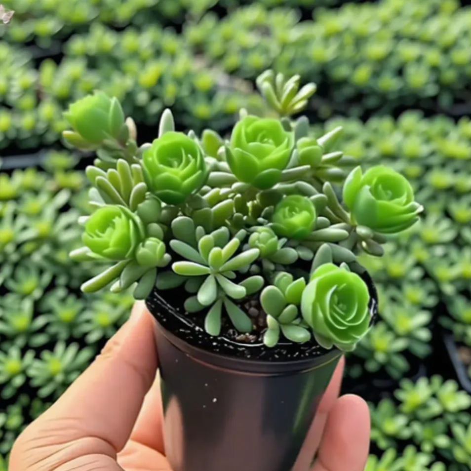 Bulbos de orquídea dobles: resistentes y fragantes-ES