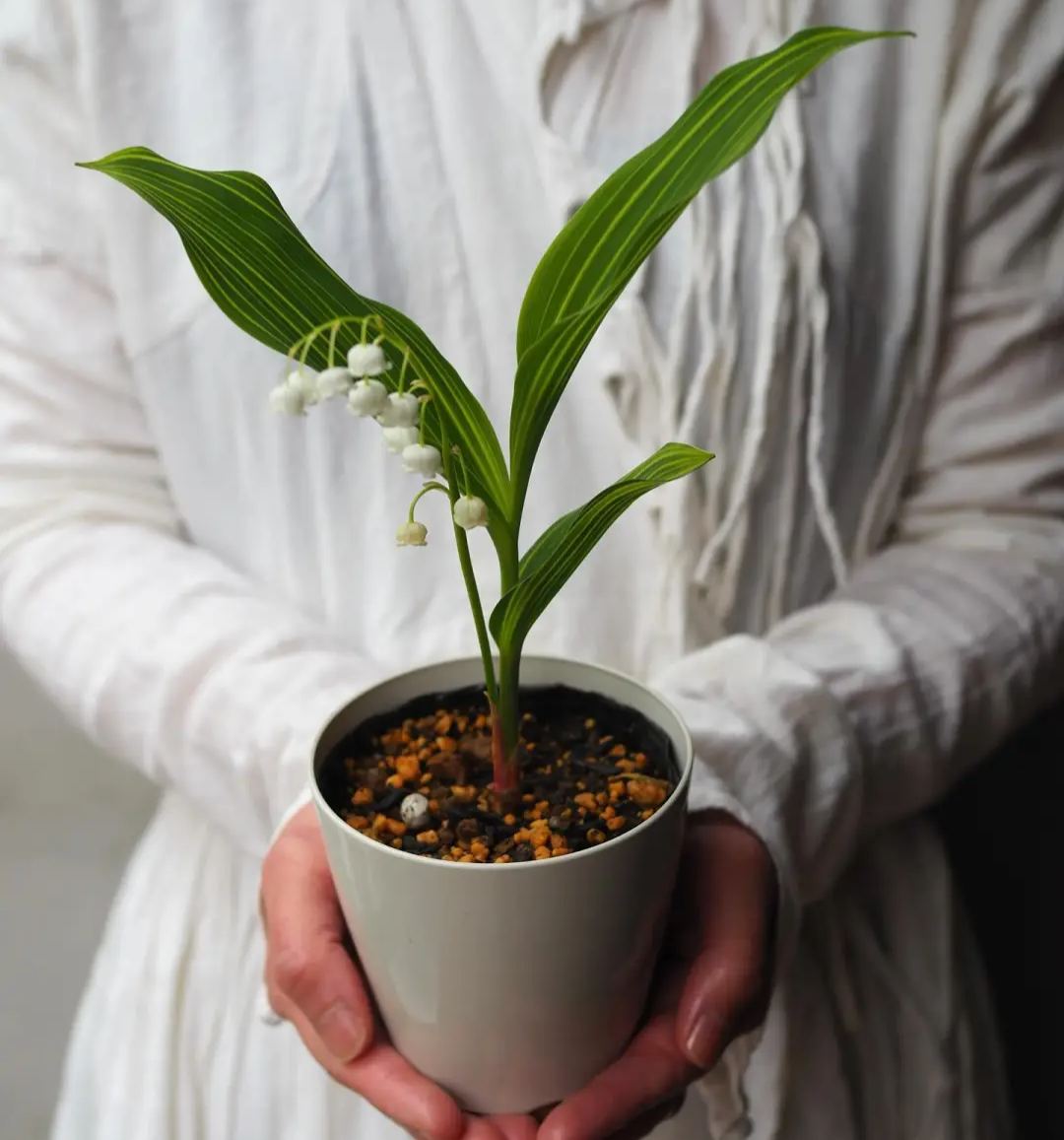 💐 PASLĖNIO LELIJA – ATĖJA LAIMĖ-LT