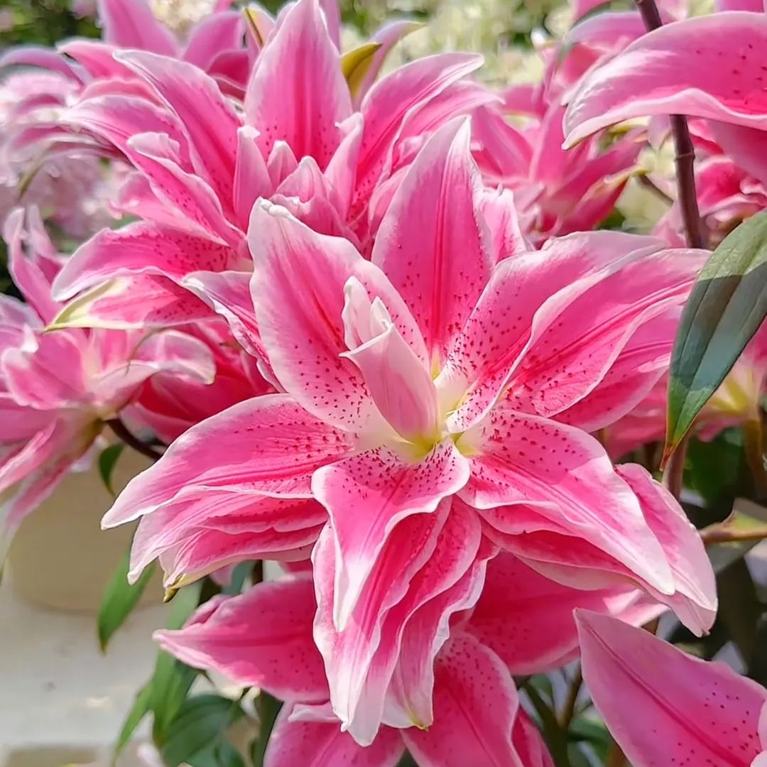 🌺Dišeče čebulice lilij – sveže in sladke-SI