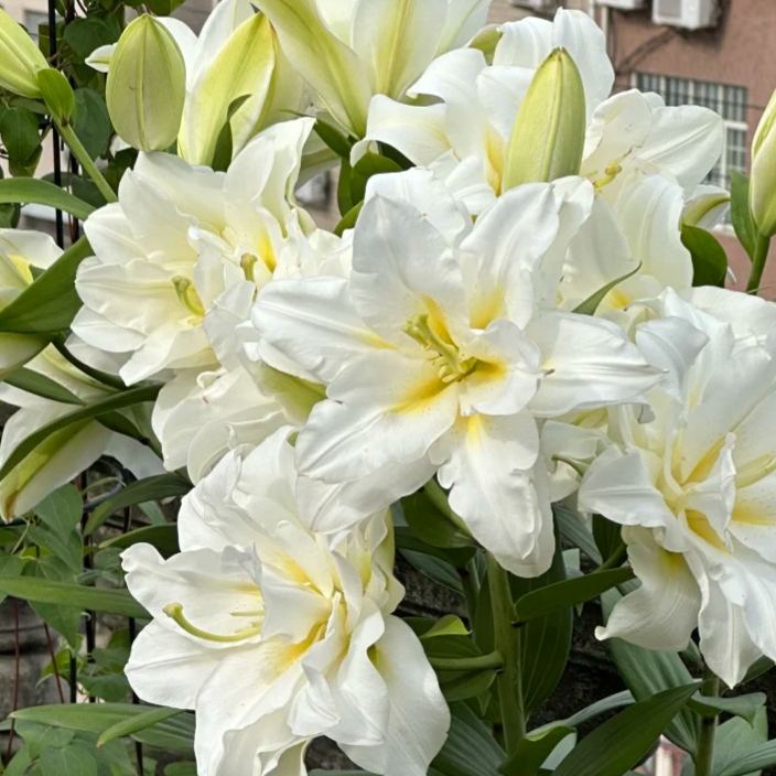 🌺Dišeče čebulice lilij – sveže in sladke-SI