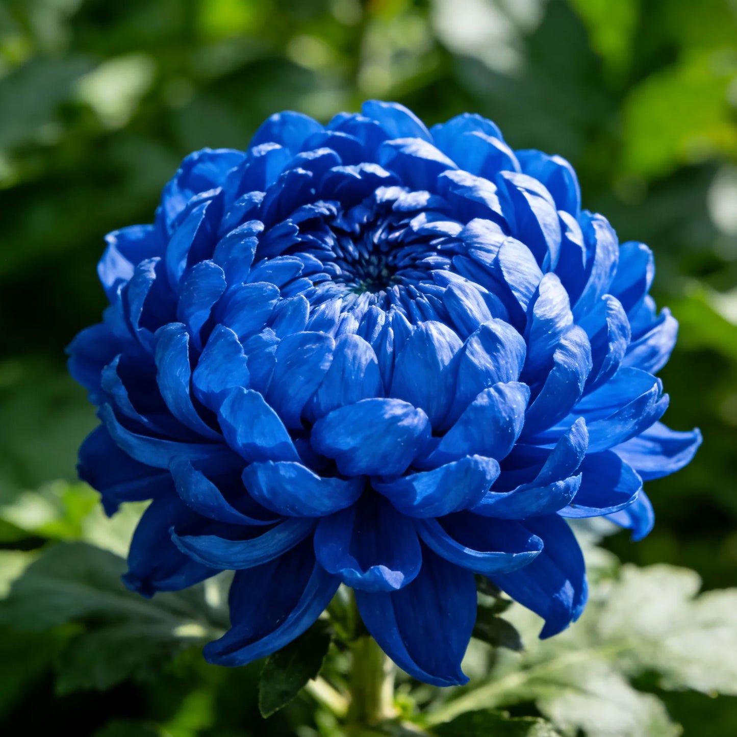 🌸Σπόροι παιώνιας με άνθη χρυσάνθεμου-GR