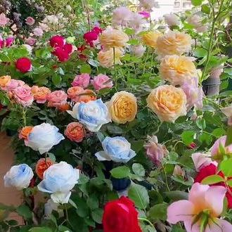 🔥ΚΑΥΤΕΣ ΠΡΟΣΦΟΡΕΣ - 50% ΕΚΠΤΩΣΗ🔥Σπόροι τριαντάφυλλου σε διάφορα χρώματα💐-GR