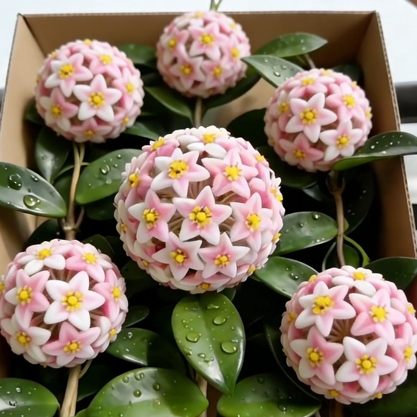 ✨Λαμπτήρες Hoya – Αστέρια που πέφτουν από τον ουρανό✨-GR