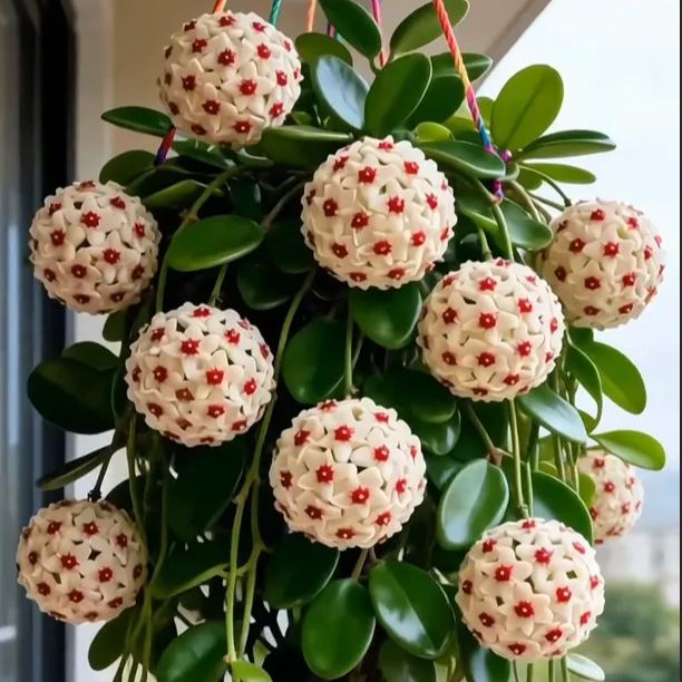 ✨Λαμπτήρες Hoya – Αστέρια που πέφτουν από τον ουρανό✨-GR