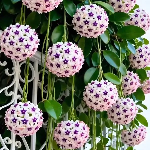 ✨Λαμπτήρες Hoya – Αστέρια που πέφτουν από τον ουρανό✨-GR