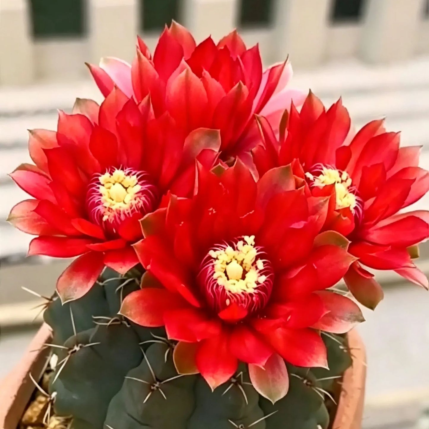 🌵 Susipažinkite su savo nauju geriausiu draugu – kaktusu Gymnocalycium baldianum! 💕-LT
