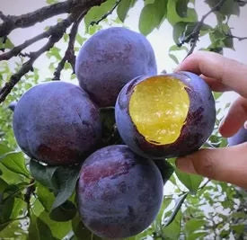 🍃 Serija Heirloom Manor: Set od 13 odabranih sjemenki voća (bez GMO-a) 🌳 – Najprodavaniji proizvod-HR
