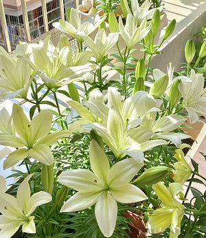 Črna magična lilija 🌺Čebuljice parfumskih lilij – sveže in sladke-SI