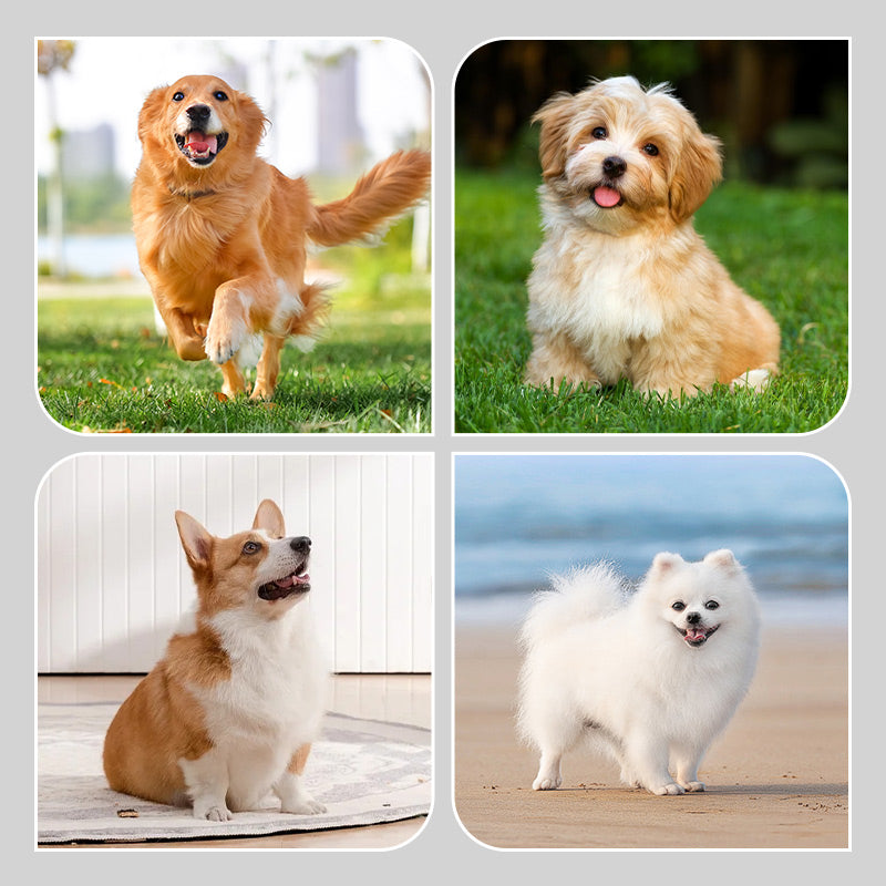 🐶2 poros neslystančių vandeniui atsparių šunų kojinių-LT