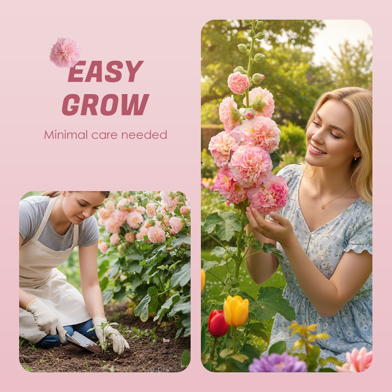 🌸Ανθοφόροι πολυετείς σπόροι μολόχας🌸-GR