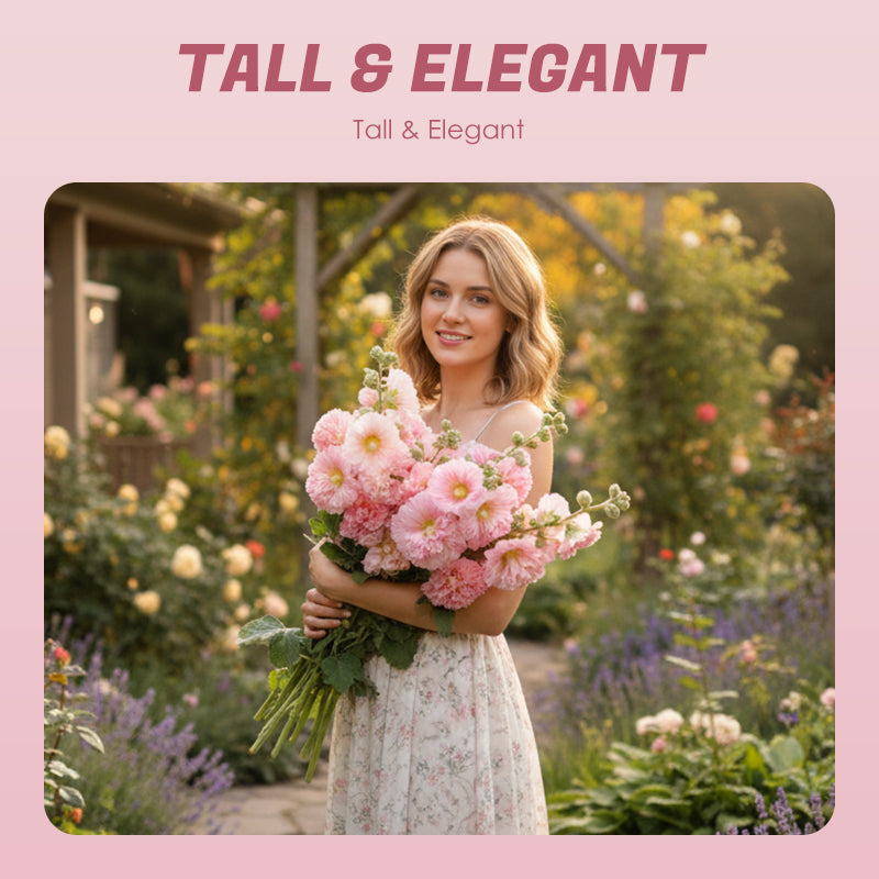 🌸Ανθοφόροι πολυετείς σπόροι μολόχας🌸-GR