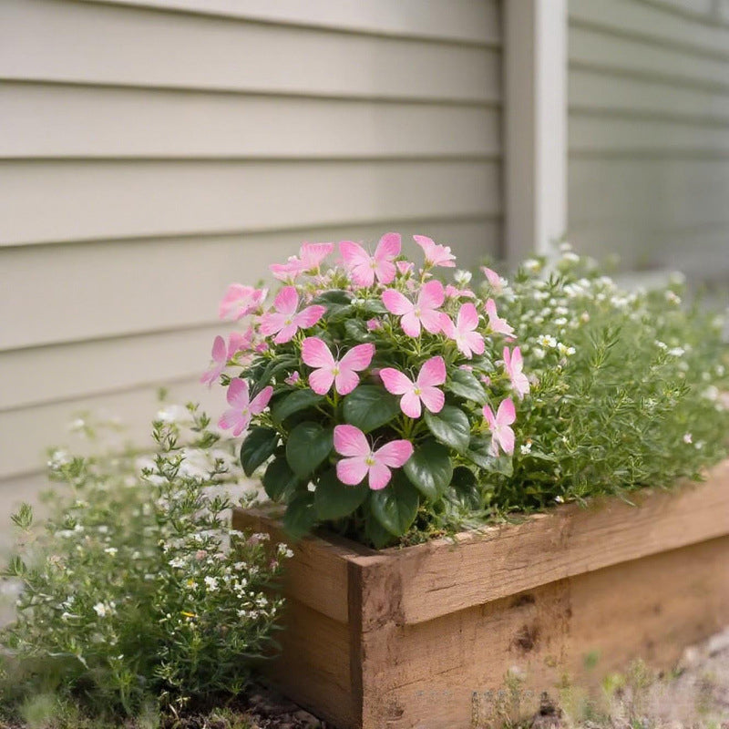 Semillas de flores elegantes con forma de mariposa-ES