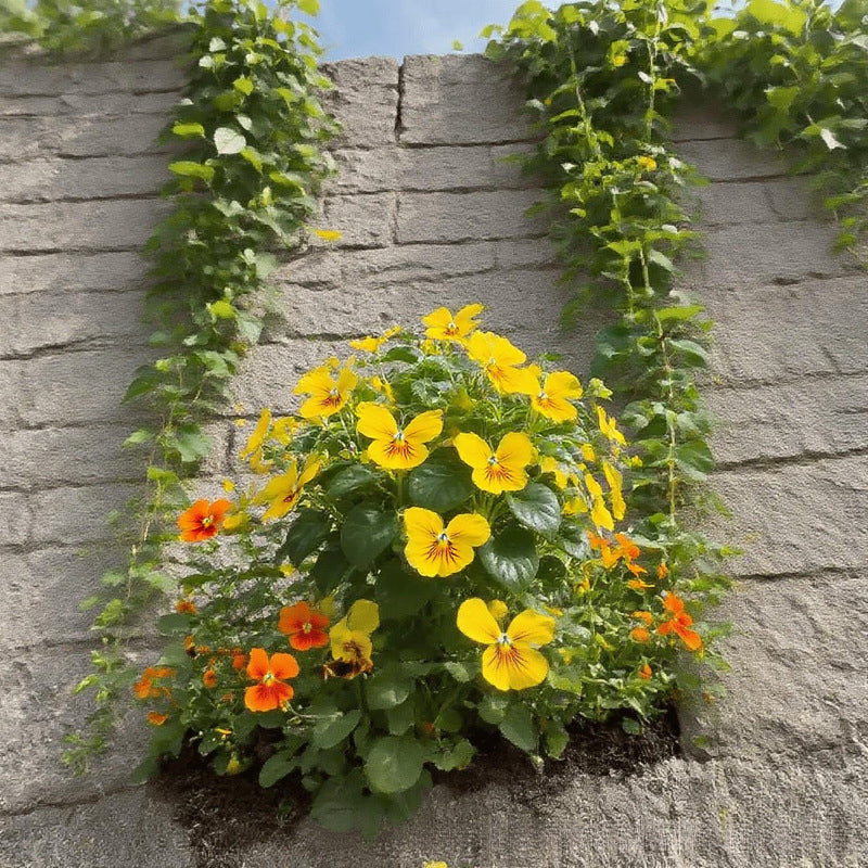Semillas de flores elegantes con forma de mariposa-ES