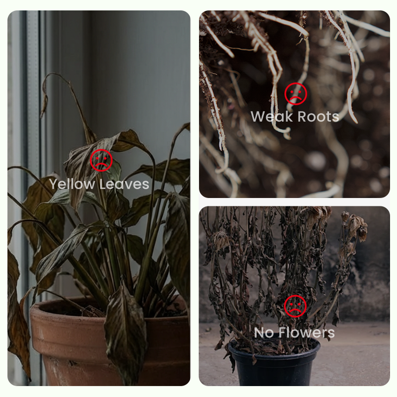 ✨🌸 Σπόροι γιασεμιού (με λίπασμα): αρωματικοί και εύκολοι στην καλλιέργεια🍃-GR