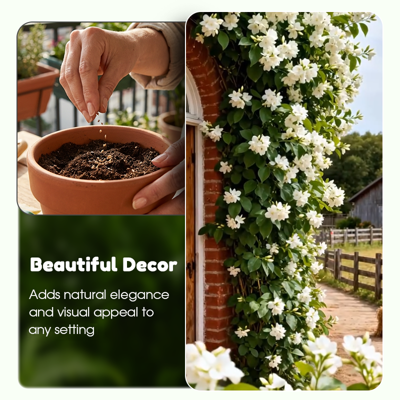 ✨🌸 Σπόροι γιασεμιού (με λίπασμα): αρωματικοί και εύκολοι στην καλλιέργεια🍃-GR