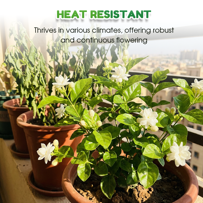 ✨🌸 Σπόροι γιασεμιού (με λίπασμα): αρωματικοί και εύκολοι στην καλλιέργεια🍃-GR