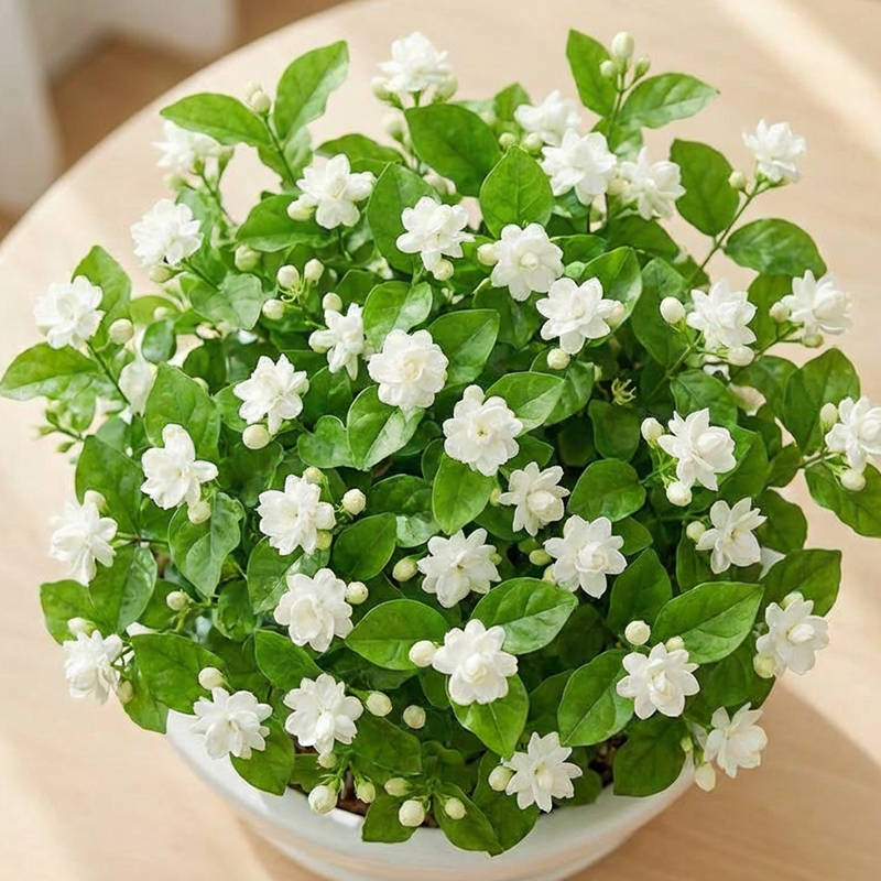 ✨🌸 Σπόροι γιασεμιού (με λίπασμα): αρωματικοί και εύκολοι στην καλλιέργεια🍃-GR