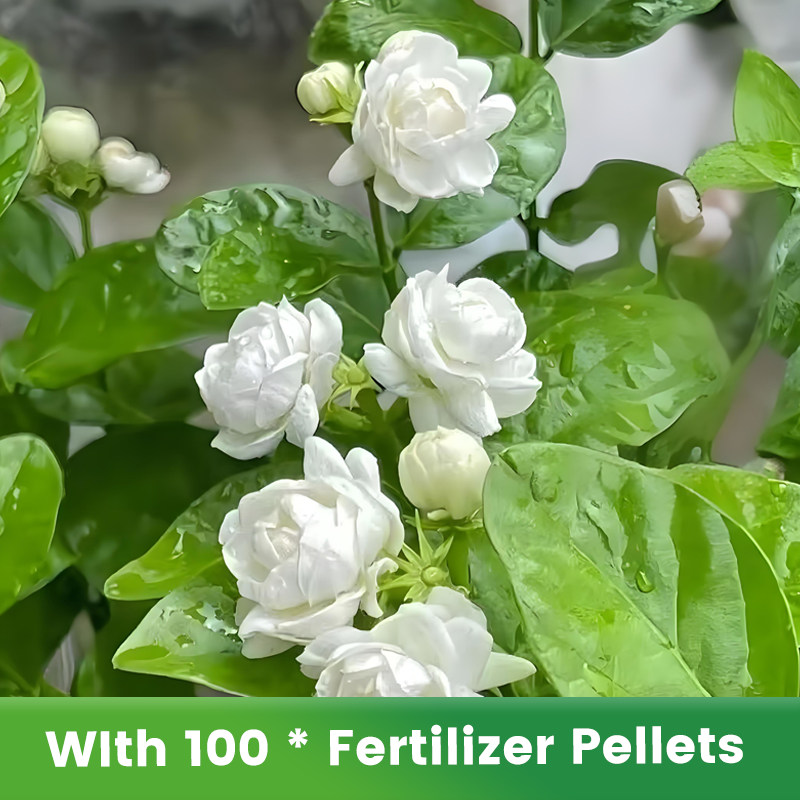 ✨🌸 Σπόροι γιασεμιού (με λίπασμα): αρωματικοί και εύκολοι στην καλλιέργεια🍃-GR