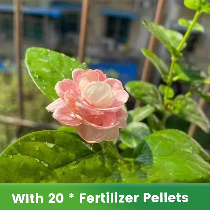 ✨🌸 Σπόροι γιασεμιού (με λίπασμα): αρωματικοί και εύκολοι στην καλλιέργεια🍃-GR