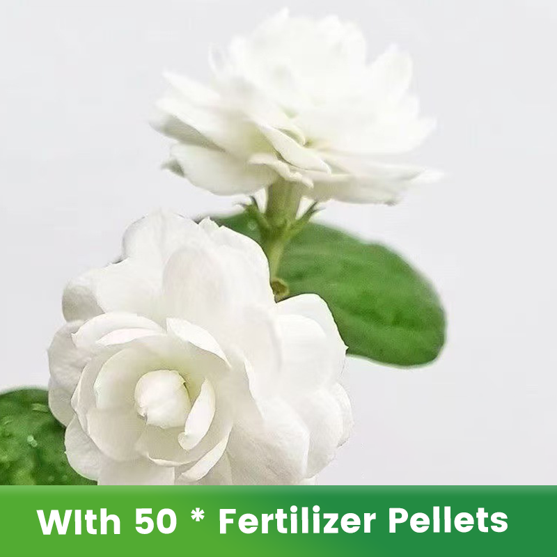 ✨🌸 Σπόροι γιασεμιού (με λίπασμα): αρωματικοί και εύκολοι στην καλλιέργεια🍃-GR