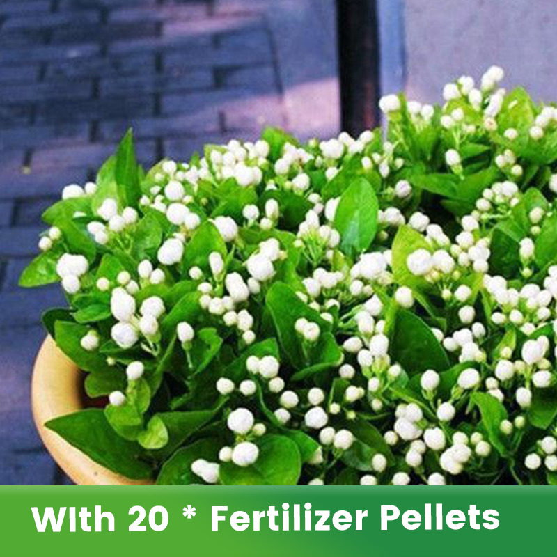 ✨🌸 Σπόροι γιασεμιού (με λίπασμα): αρωματικοί και εύκολοι στην καλλιέργεια🍃-GR